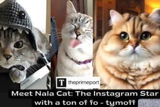 Meet Nala Cat The Instagram Star with a ton of fo - tymoff