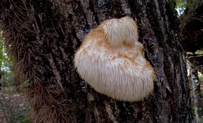 Lions Mane Supplement: What About It?