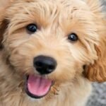 Exercise Needs of Golden Doodle, Irish Doodle, and Bernedoodle Puppies: Keeping Them Active and Engaged